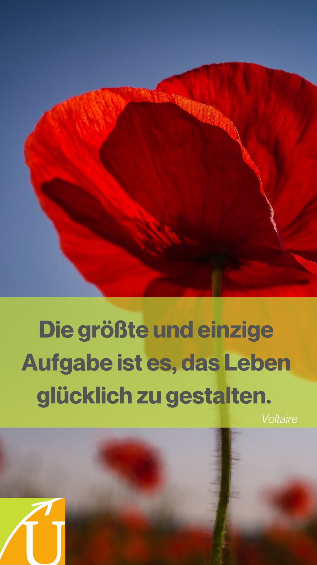 2022-04 Story Zitat-Voltaire Bild856
